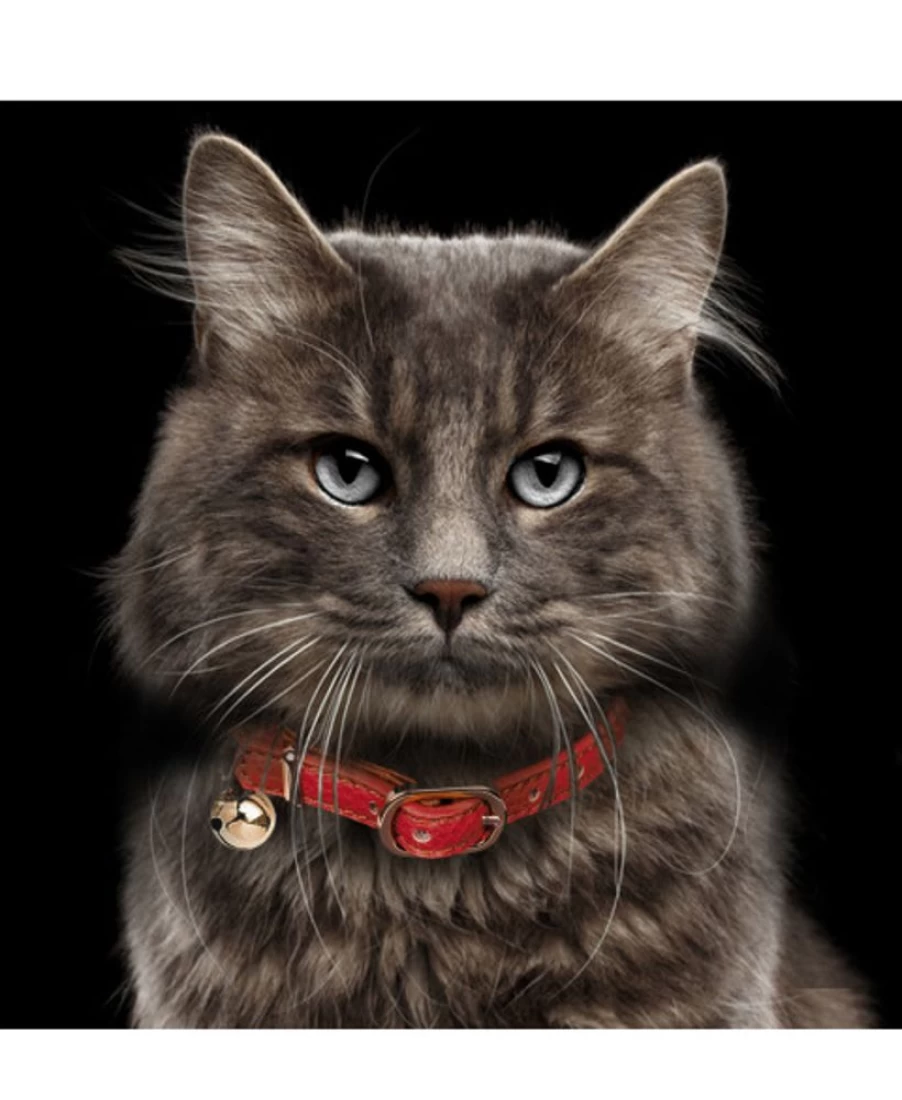 Milk and Pepper Trocadero Cat Collar - Stylish and Comfortable Pet Collar for Cats