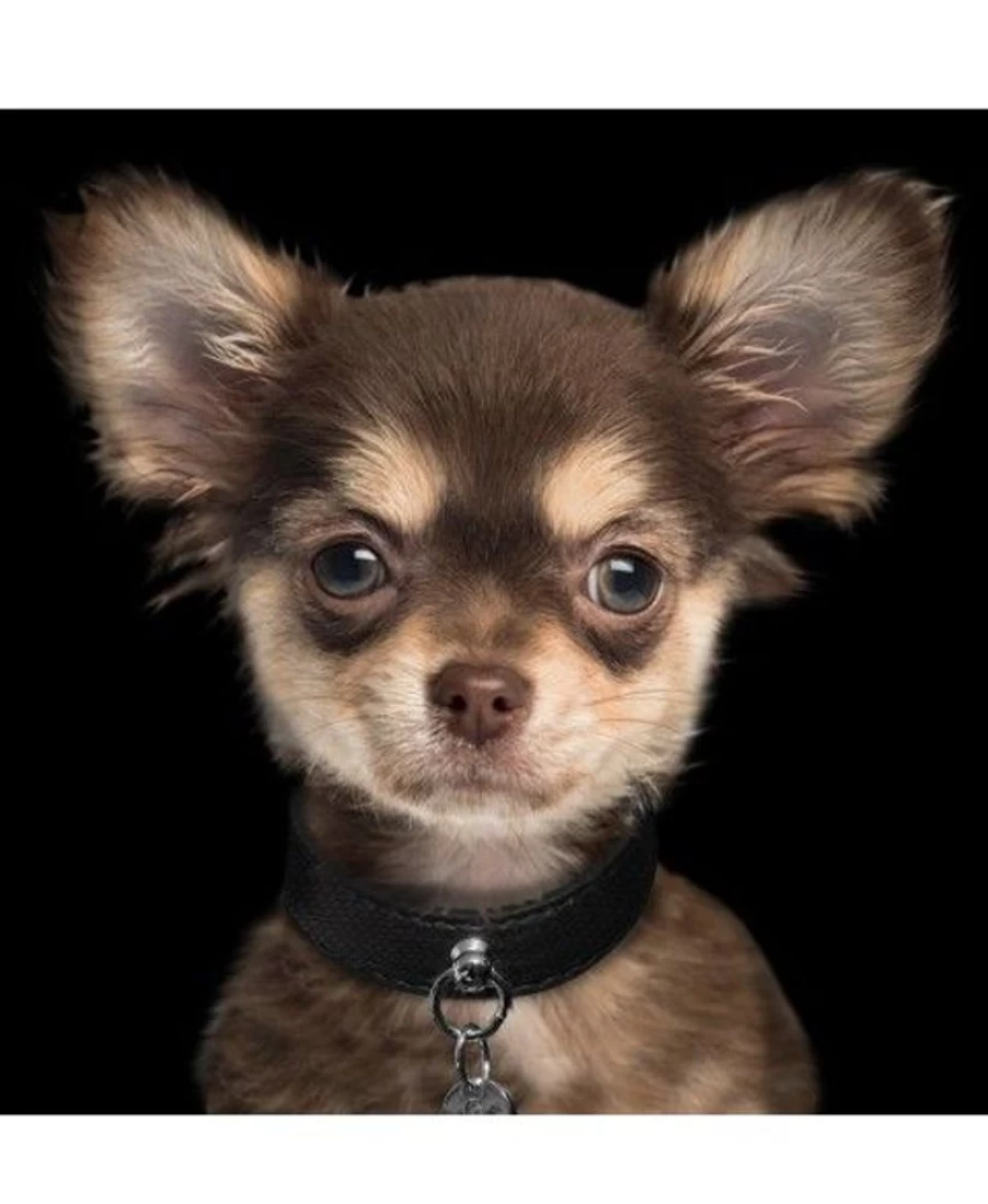 "Milk and Pepper Naja Collar – Stylish and Comfortable Dog Collar for Pets"
