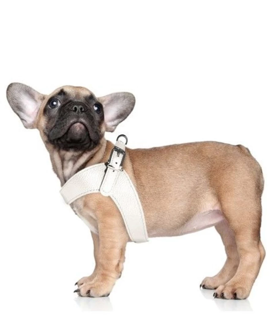 "Milk and Pepper Dandy Harness - Stylish and Adjustable Leather Dog Harness for Small to Medium Breeds"