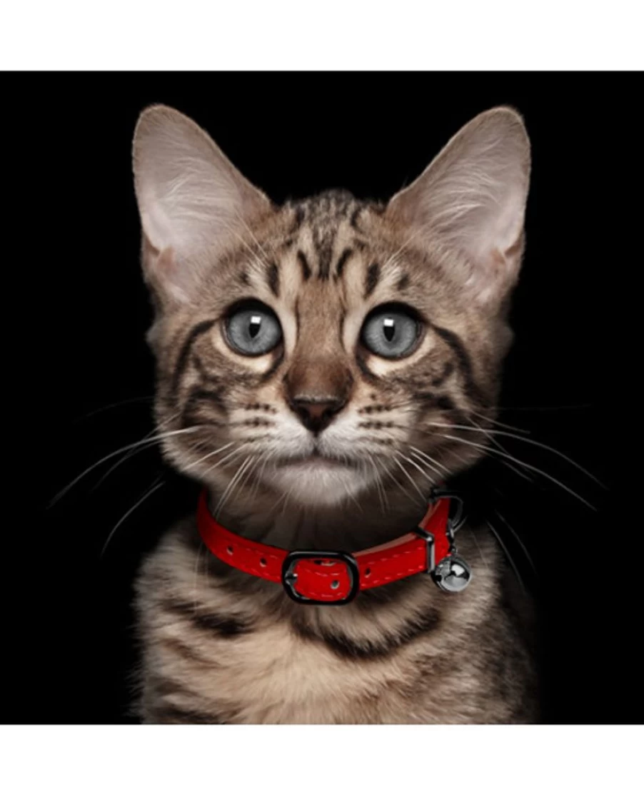 Milk and Pepper Safira Cat Collar - Adjustable, Reflective, and Stylish Kitten Collar for Safety and Fashion