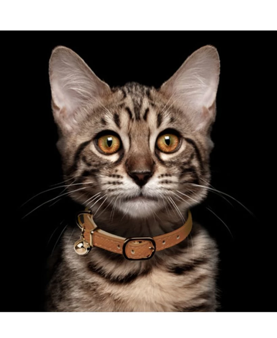 Milk and Pepper Trocadero Cat Collar - Stylish and Comfortable Pet Accessory for Felines